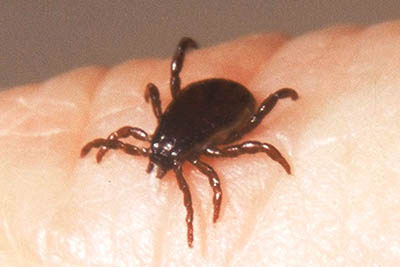 Brown Dog Tick