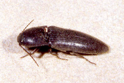 Click Beetle