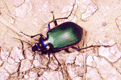 Fiery Searcher Ground Beetle 