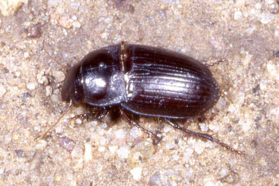 Harpalus Ground Beetle