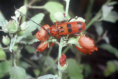 Spotted Tylosis Beetle