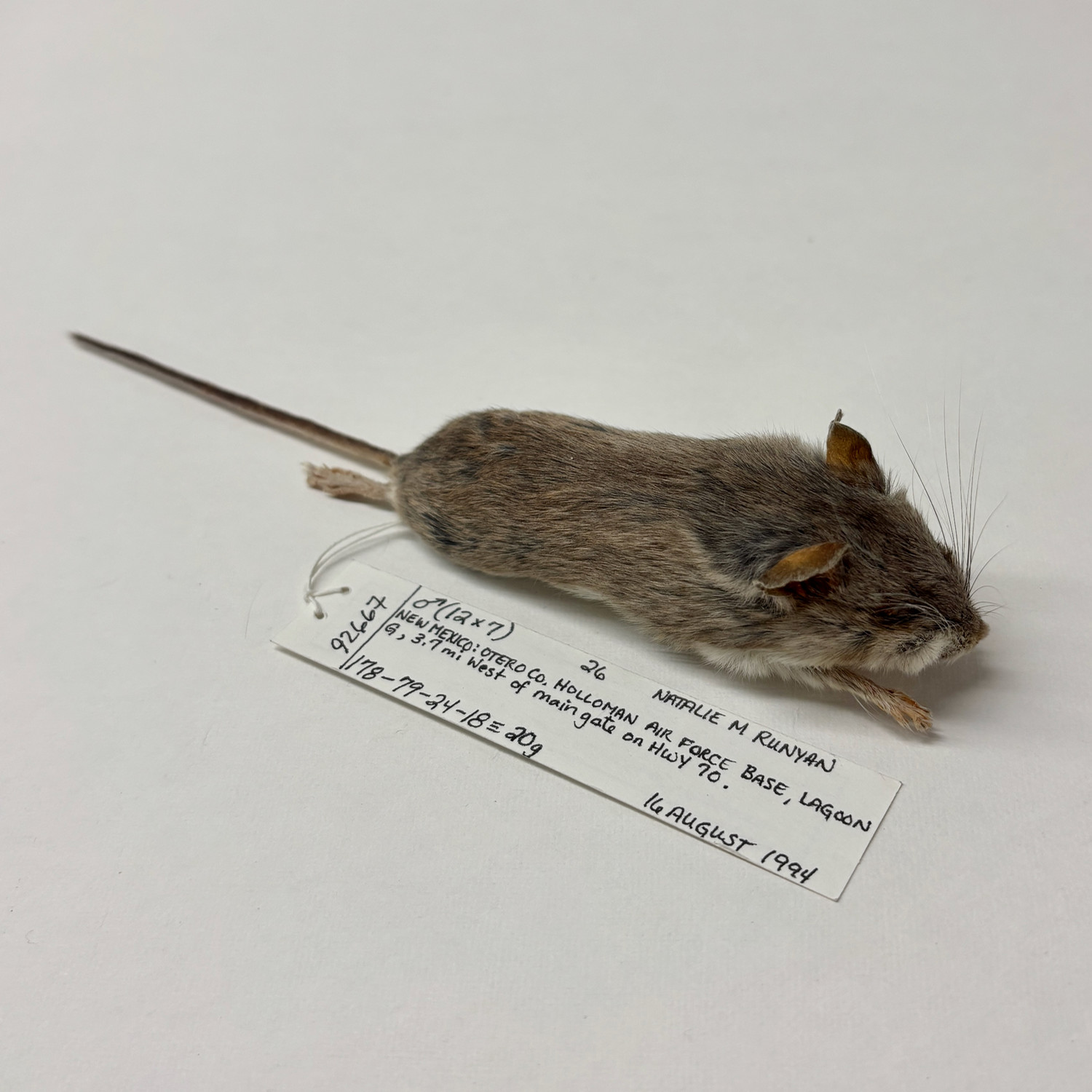MSB 92667 specimen