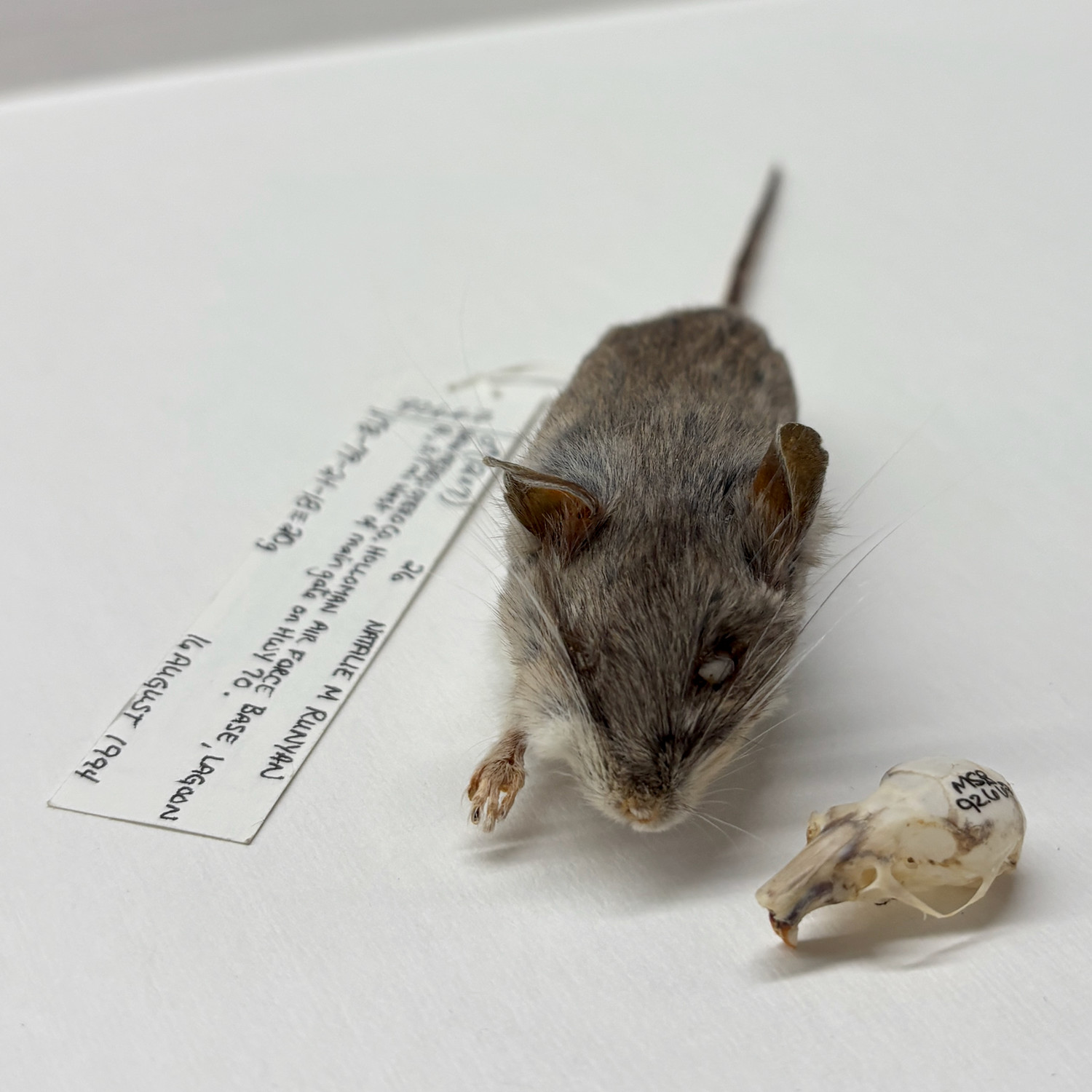 MSB 92667 specimen