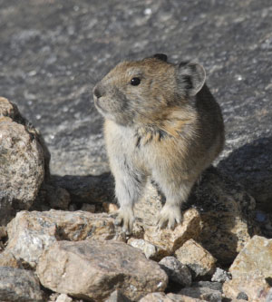 American Pika