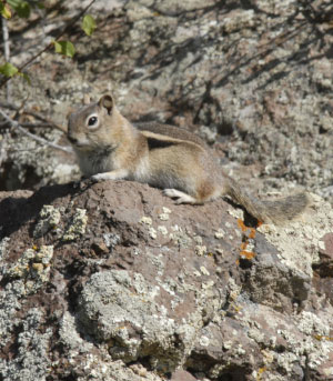 Golden-mantled Ground Squirrel