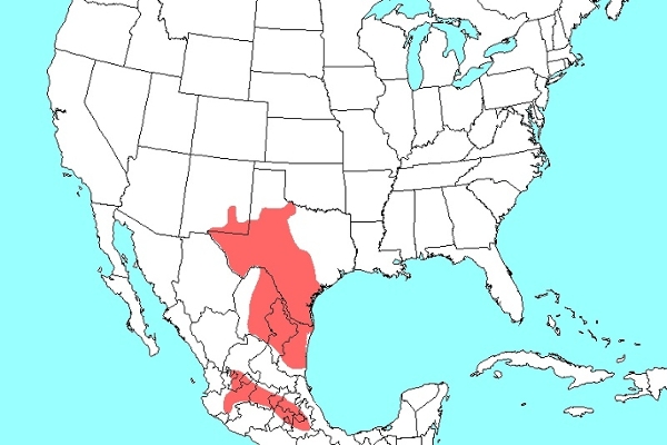 Ammo interpres map
