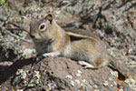 Golden-mantled Ground Squirrel