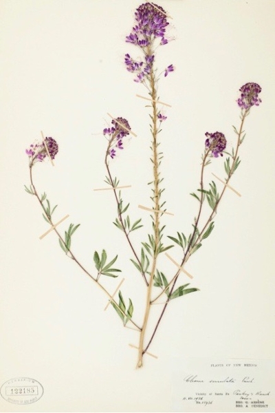 original herbarium sheet